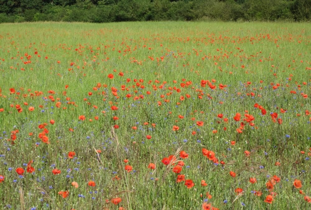 Day 4 – 12 June – Loches to Crozant