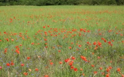 Day 4 – 12 June – Loches to Crozant