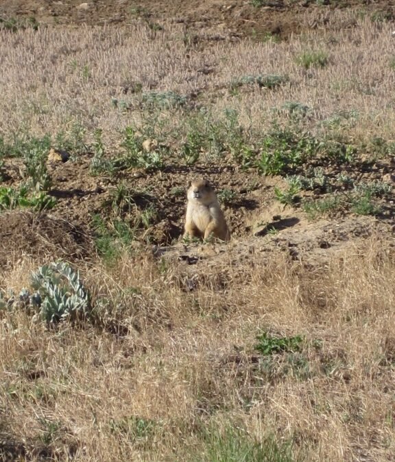 Day 22 – 11th July – Hot Springs to Rapid City